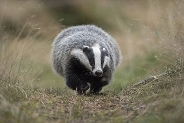 Europäischer Dachs (Meles meles) adult läuft auf Waldweg, Nordrhein-Westfalen, Deutschland, Europa European badger (Meles meles) adult running on trail, North Rhine-Westphalia, Germany, Europe Copyright: imageBROKER RalfxKistowski iblcrr13547370.jpg