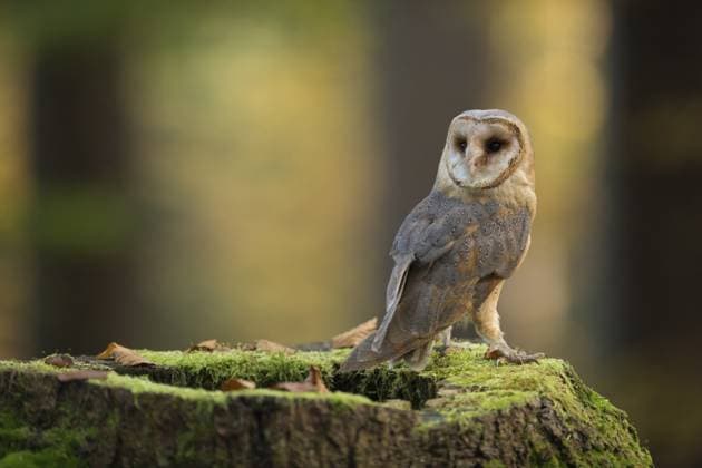 Schleiereule (Tyto alba), Nordrhein-Westfalen, Deutschland, Europa Western Barn Owl (Tyto alba) perched on a tree stump in forest, North Rhine-Westphalia, Germany, Europe Copyright: imageBROKER RalfxKistowski iblcrr13554559.jpg