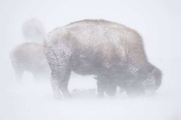 Amerikanischer Bison (Bos bison) im Schneesturm, Yellowstone Nationalpark, Wyoming, USA, Nordamerika American Bison (Bos bison) in snow storm, Yellowstone National Park, Wyoming, USA, North America Copyright: imageBROKER RalfxKistowski iblcrr13564360.jpg