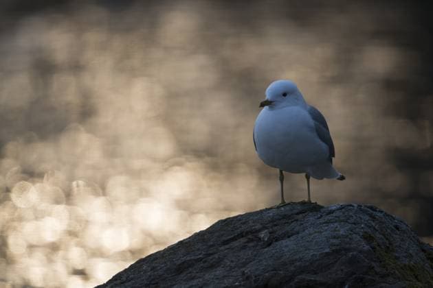 Sturmmöwe (Larus canus), Schleswig-Holstein, Deutschland, Europa Mew Gull (Larus canus), Schleswig-Holstein, Germany, Europe Copyright: imageBROKER RalfxKistowski iblcrr13569194.jpg