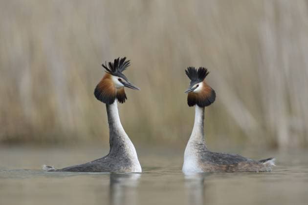 Creative Highlights World Haubentaucher (Podiceps cristatus) balzendes Paar, Nordrhein-Westfalen, Deutschland, Europa Great Crested Grebe (Podiceps cristatus) pair displaying, North Rhine-Westphalia, Germany, Europe Copyright: imageBROKER RalfxKistowski iblcrr13569208.jpg
