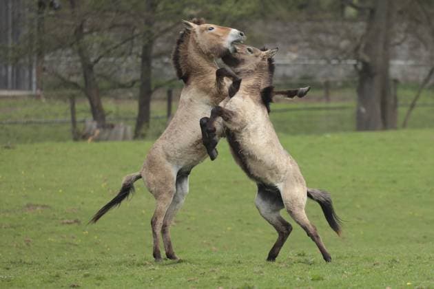 Przewalskipferd (Equus ferus przewalskii), spielen auf der Wiese, steigend, Tachi, Captive Przewalski s horse (Equus ferus przewalskii), playing in the meadow, rising, Tachi, Captive Copyright: imageBROKER HansxKuczka ibxmhk13538945.jpg
