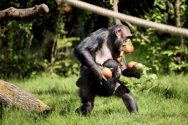 Entertainment Themen der Woche KW20 Entertainment Bilder des Tages Dänemark, Neues Außengehege für Schimpansen im Zoo Kopenhagen Copenhagen Zoo chimpanzees Copenhagen Zoo s 11 chimpanzees can for the first time move out into a new outdoor facility on Friday, May 16, 2025. An anonymous donor has donated 2, 3 million euro to the facility.. (Photo: Thomas Traasdahl Ritzau Scanpix) , Copenhagen Denmark *** Copenhagen Zoo chimpanzees Copenhagen Zoo s 11 chimpanzees can for the first time move out into a new outdoor facility on Friday, May 16, 2025 An anonymous donor has donated 2, 3 million euro to the facility Photo Thomas Traasdahl Ritzau Scanpix , Copenhagen Denmark  Copyright: RitzauxScanpix ThomasxTraasdahlx spdk20250516-122409-L
