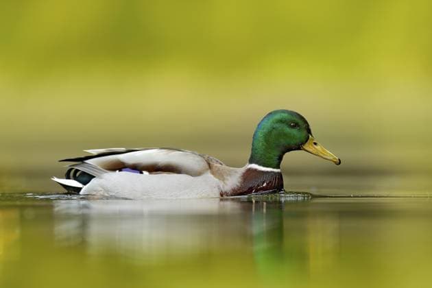Stockente (Anas platyrhynchos) Männchen, Deutschland, Europa Water bird Mallard, Anas platyrhynchos, with reflection in the water. Bird in the green river, Germany. Wildlife scene from nature Copyright: imageBROKER OndrejxProsicky iblcrr13534258.jpg