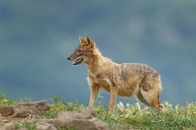 Goldschakal (Canis aureus) steht in Wiese, Bulgarien, Europa Golden jackal, Canis aureus, in grass and srtone, Romania, Europe. Wildlife from Balkan. Open muzzle, wild dog behaviour scene from nature, Europe Copyright: imageBROKER OndrejxProsicky iblcrr13534960.jpg