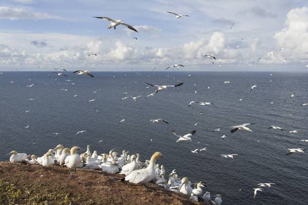 Creative Highlights World Basstölpel (Morus bassanus) Kolonie, Schleswig-Holstein, Deutschland, Europa Northern Gannet (Morus bassanus) colony, Schleswig-Holstein, Germany, Europe Copyright: imageBROKER BIA iblcrr13553626.jpg