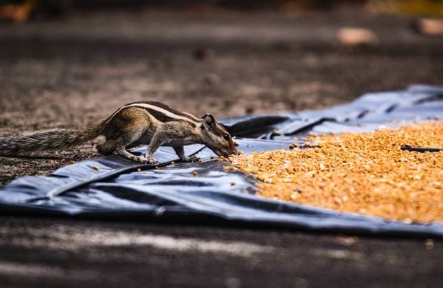 Entertainment Themen der Woche KW20 Entertainment Bilder des Tages Squirrels Stealing Wheat Grains - Animal India Villagers were drying wheat in the sun on a plastic tarp when squirrels amusingly peeked around and stole wheat grains in Tehatta, West Bengal, India, on May 17, 2025. Tehatta India  Copyright: xSoumyabrataxRoyx originalFilename: roy-notitle250517_npRy8.jpg