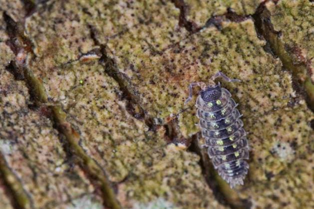 Creative Highlights World Woodlouse A woodlouse is in Toronto, Ontario, Canada, on May 16, 2025. Toronto Ontario Canada  Copyright: xCreativexTouchxImagingxLtdx originalFilename: friedman-woodlous250516_npqk9.jpg