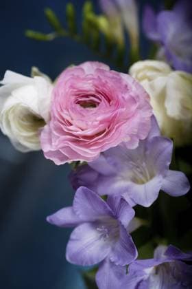 Strauß mit Freesien, Tulpen, Ranunkeln und Hyazinthen Bunch of freesias, tulips, ranunculus and hyacinths Copyright: imageBROKER ValxThoermer ibxiqx13369201.jpg