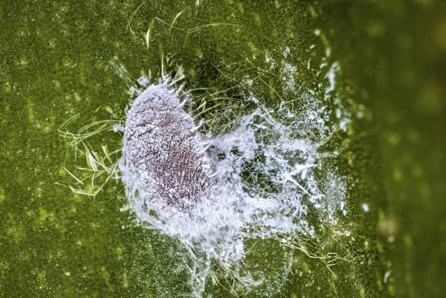 Creative Highlights World Nahaufnahme einer grünen Oberfläche mit einer abstrakten weißen Textur in der Mitte, Die Schmierläuse (Pseudococcidae), auch Wollläuse Close-up of a green surface with an abstract white texture in the centre, The mealybugs (Pseudococcidae), also known as mealybugs Copyright: imageBROKER RolandxBrack iblrbr13682156.jpg
