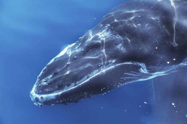 Buckelwal unter Wasser, Queensland, Australien, Ozeanien Humpback whale underwater, Queensland, Australia, Oceania Copyright: imageBROKER MarcoxSimoni ibxsim12935087.jpg