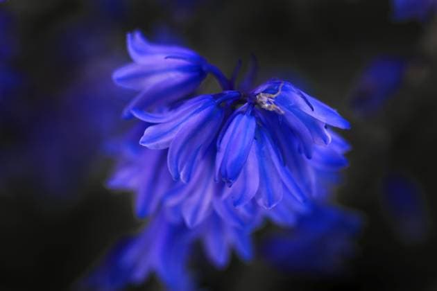 Detailansicht der dunkelblauen Hasenglöckchen (Hyacinthoides), Siegen Detailed view of the dark blue bluebells (Hyacinthoides), Siegen Copyright: imageBROKER BerndxDembkowski ibxbdd13757255.jpg