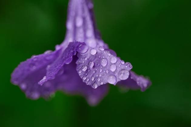 Close-up of water dorps on purple Waterkanon flower Bangkok, Bangkok, Thailand R_GXKV250515B-1731158-01