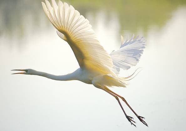 Creative Highlights World Weißer Reiher oder Seidenreiher heben vom See ab *** White Herons Or Little Egret Lifting from Lake from 1129800239