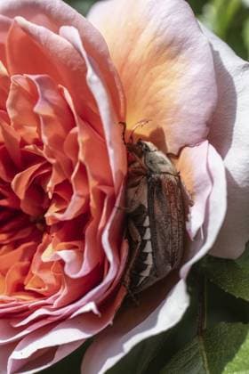 Maikäfer (Melolontha melolontha) in Rosenblüte, Emsland, Niedersachsen, Deutschland, Europa Cockchafer (Melolontha melolontha) in rose blossom, Emsland, Lower Saxony, Germany, Europe Copyright: imageBROKER ErhardxNerger ibxenh13754146.jpg