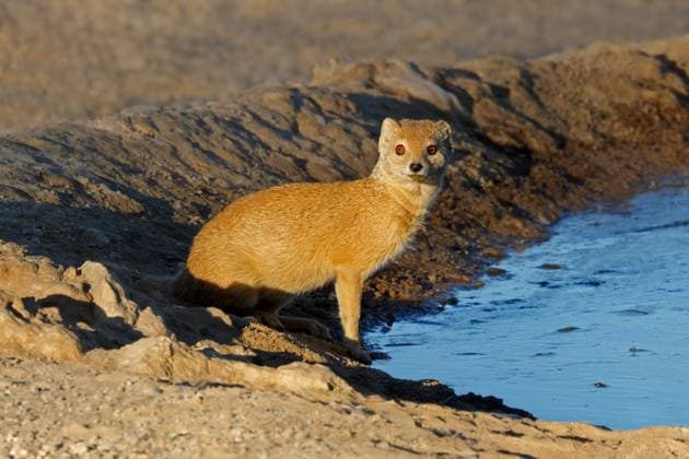 Creative Highlights World Aufmerksame gelbe Manguste an einer Wasserstelle An alert yellow mongoose (Cynictus penicillata) at a waterhole, Kalahari desert, South Africa (License=RF) Copyright: xZoonar.com NicoxSmitx 23409098