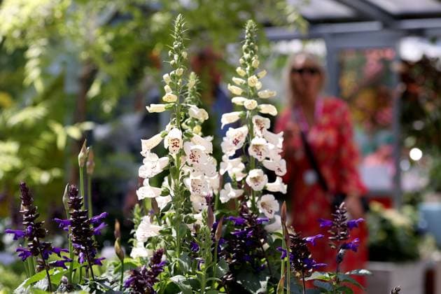 (250521) -- LONDON, May 21, 2025 -- Flowers are pictured at the RHS (Royal Horticultural Society) Chelsea Flower Show in London, Britain, on May 20, 2025. The annual show opened to the public here on Tuesday. ) BRITAIN-LONDON-RHS CHELSEA FLOWER SHOW LixYing 