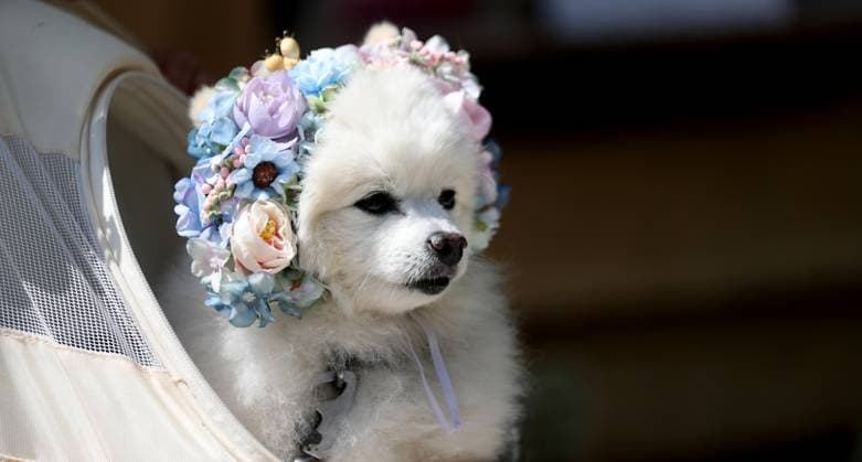 (250521) -- LONDON, May 21, 2025 -- A dog with floral decoration is pictured at the RHS (Royal Horticultural Society) Chelsea Flower Show in London, Britain, on May 20, 2025. The annual show opened to the public here on Tuesday. ) BRITAIN-LONDON-RHS CHELSEA FLOWER SHOW LixYing 