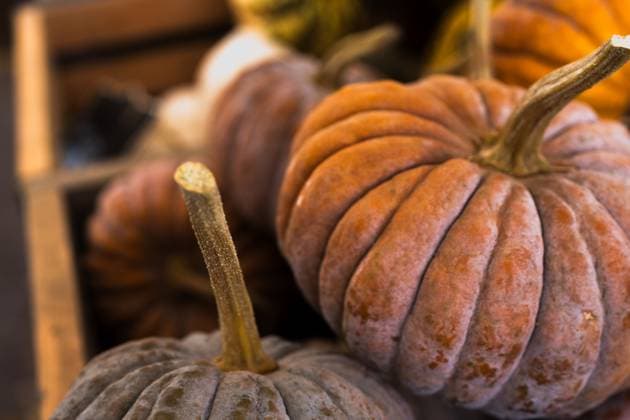 Close-up of dusty orange heirloom pumpkins in wooden crate United States, Washington, Spokane R_XICN250519-1729672-01
