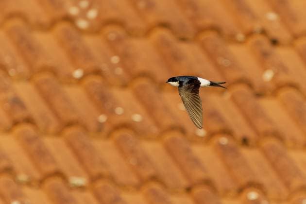 Schwalbe fliegt über ziegelbedecktem Dach bei sonnigem Wetter, Mehlschwalbe (Delichon urbicum, Syn.: Delichon urbica), wildlife, Deutschland, Europa Swallow flying over a tiled roof in sunny weather, House Martin (Delichon urbicum, Syn.: Delichon urbica), wildlife, Germany, Europe Copyright: imageBROKER RonaldxWittek ibxron13777626.jpg