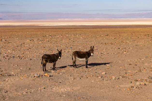 Two wild burros in desert landscape Atacama Desert,Antofagasta,Peru, 13.04.2024, ,property released TTBB_tbs5131664.jpg, Outdoors,Animals In The Wild,Horizon Over Land,Donkey,Day,Plain,Two Animals,No People,Nature,Landscape - Scenery,Horizontal,Desert,Barren,Arid Climate,Travel,Atacama Desert,Chile,Extreme Terrain,Sunlight,Landscape,Standing Copyright: xStevexSmith TetraxImagesx