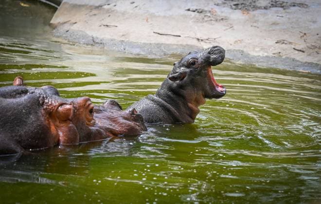 Entertainment Themen der Woche KW21 Entertainment Bilder des Tages NEW DELHI, INDIA - MAY 22: A female Hippopotamus seen along with her two days old calf at Delhi Zoo on May 22, 2025 in New Delhi, India. The National Zoological Park in the capital has welcomed a newborn hippopotamus calf after a gap of four years. The female calf was born on Monday to a nine-year-old hippopotamus. (Photo by Sanchit Khanna Hindustan Times) Delhi Zoo Welcomes First Hippopotamus Calf In Four Years