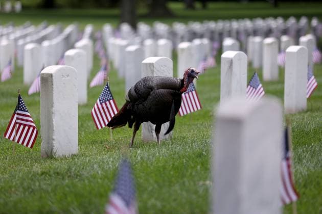 News Themen der Woche KW21 News Bilder des Tages May 23, 2025, Washington Dc, Virginia, USA: A turkey walks through US flags placed by members of the military at Arlington National Cemetery in Arlington, Virginia, USA, on May 23, 2025, as part of the Memorial Day holiday on May 26. Washington Dc USA - ZUMAs337 20250523_znp_s337_009 Copyright: xGentxShkullakux