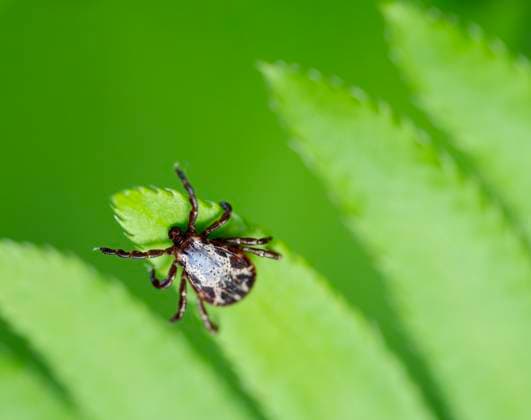 May 23, 2025, Elkton, Oregon, USA: A dog tick, also known as wood tick, waits for a passing animal as it clings to a fern along a game trail near the Umpqua River in rural southwestern Oregon. Dozens of ticks were climbing on ferns in a small area along the trail. Ticks thrive in humid, moist environments. The area had an extremely rainy late winter and early spring which may have contributed to the tick population boom. Elkton USA - ZUMAl31_ 20250523_zaf_l31_004 Copyright: xRobinxLoznakx