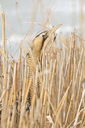 Creative Highlights World ein kurzer Blick... Rohrdommel * Botaurus stellaris * im Winter, lebt gut versteckt in ihrem typischen Lebensraum, streckt ihren Kopf aus dem Schilf, seltene heimische Vogelart, wildlife, Deutschland, Europa *** a quick look... Great Bittern * Botaurus stellaris * in winter, lives well hidden in its typical habitat, sticks its head out of the reeds, rare native bird species, wildlife, Europe Deutschland, Europa