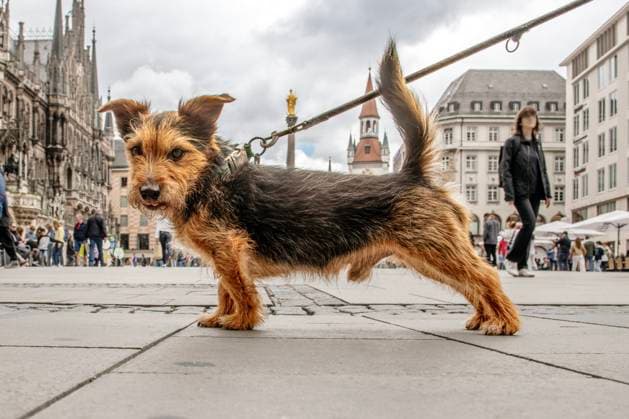 Entertainment Themen der Woche KW22 Entertainment Bilder des Tages Ausflug mit Hund, hübscher Norfolk Terrier auf dem Marienplatz, er schaut interessiert in die Kamera, München, Mai 2025 Deutschland, München, Mai 2025, Spaziergang mit Hund, hübscher Norfolk Terrier auf dem Marienplatz, Frauchen (nicht im Foto), hält ihren Hund an der Leine, der Hund schaut neugierig in die Kamera, drahtiges Fell, abgeklappte Ohren, buschiger Schwanz, braun-schwarzes Fell, Rüde, Froschperspektive, Innenstadt, Haustiere, Frühling, Bayern *** Outing with dog, pretty Norfolk Terrier on the Marienplatz, he looks interested in the camera, Munich, May 2025 Germany, Munich, May 2025, walk with dog, pretty Norfolk Terrier on the Marienplatz, mistress not in the photo, holding her dog on a leash, the dog looks curiously into