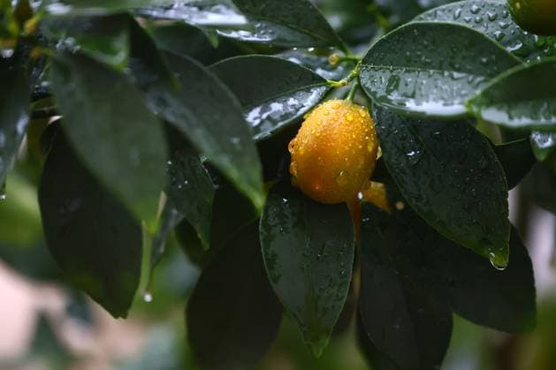 News Bilder des Tages Santiago May 26, 2025 Rain in Santiago Jonnathan Oyarzun Aton Chile, Santiago Chile Aton 1010992  Copyright: JONNATHANxOYARZUN ATONxCHILE