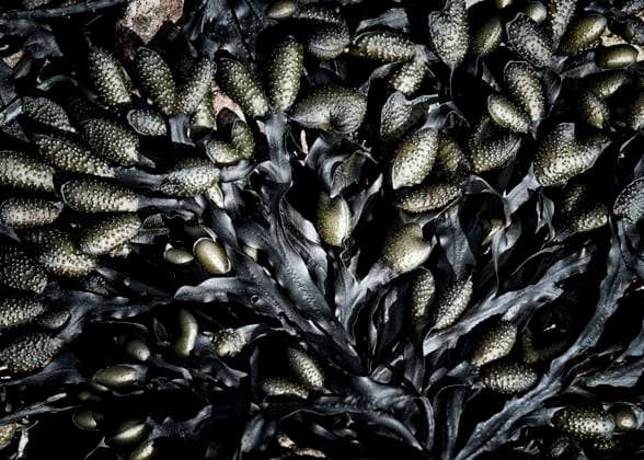 Creative Highlights World Close-up of mussels and seaweed in Pembrokeshire, Wales, ALRF02175