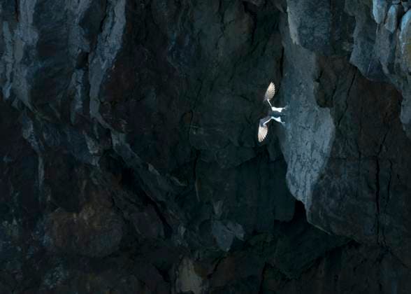 Creative Highlights World Guillemot flying near a cliff at Stackpole Head in Pembrokeshire, Wales, ALRF02180