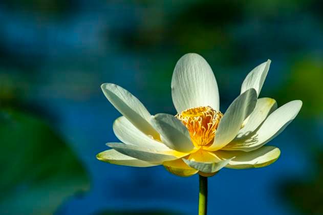American lotus flower, Nelumbo lutea in water. United States, Alabama, Spanish Fort R_FMOJ250526-1743212-01