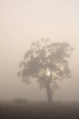 Sunrise sunlight through eucalyptus tree surrounded by hazy fog Mount Macedon, Victoria, Australia R_FABX250527C-1742801-01