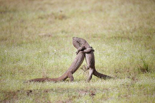 Creative Highlights World Two monitor lizards engage in a dramatic wrestling match on a grassy field, showcasing their strength and agility in the wild. 31139415 RECORD DATE NOT STATED