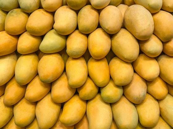 A vibrant and appetizing display of ripe yellow mangos, stacked closely in a pattern. The tropical fruits shine with freshness, inviting thoughts of sweet indulgence and exotic flavors Model Released IrinaChetverikova_ID28611_844326_001 Copyright: xIrinaxChetverikovax