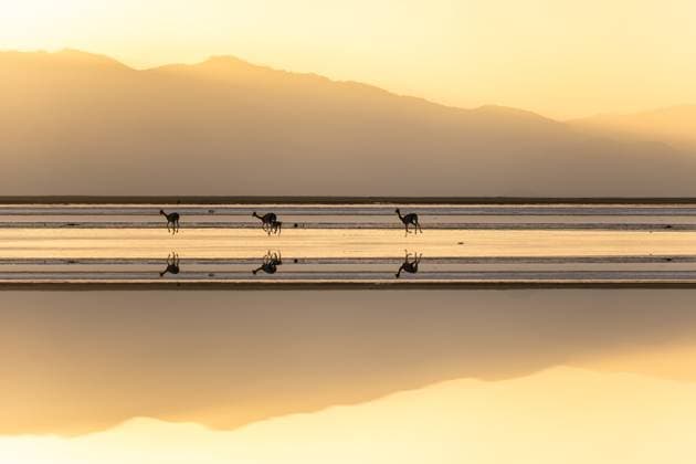 Creative Highlights World In the Andean Highlands of La Puna, Argentina, a group of vicunas gracefully roam the reflective salt flats at sunset, creating a tranquil and serene landscape scene Model Released JuanLopez_ID28399_836541_013 Copyright: xJuanxLopezx RECORD DATE NOT STATED