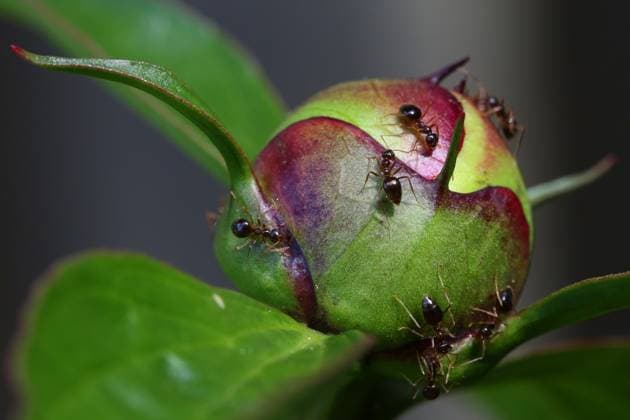 Creative Highlights World Spring Season In Toronto, Canada Ants are on the bud of the flower of a peony plant in Toronto, Ontario, Canada, on May 26, 2025. Toronto Ontario Canada  Copyright: xCreativexTouchxImagingxLtdx originalFilename: friedman-springse250526_npqzh.jpg