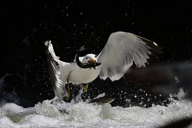 Journey of pearl mullet migrating to rivers continues in Turkiye s Van VAN, TURKIYE - MAY 29: Seagulls hunt pearl mullets during annual migration from Lake Van, to fresh waters by swimming against flow during the breeding season in Van, Turkiye on May 29, 2025. The pearl mullet, also called flying fish because they jump over obstacles during their journey, generally stand out with their bright silvery, gray-green back and silvery belly. Ali Ihsan Ozturk Anadolu Van Turkey. Editorial use only. Please get in touch for any other usage.  Copyright: x2025xAnadoluxAlixIhsanxOzturkx
