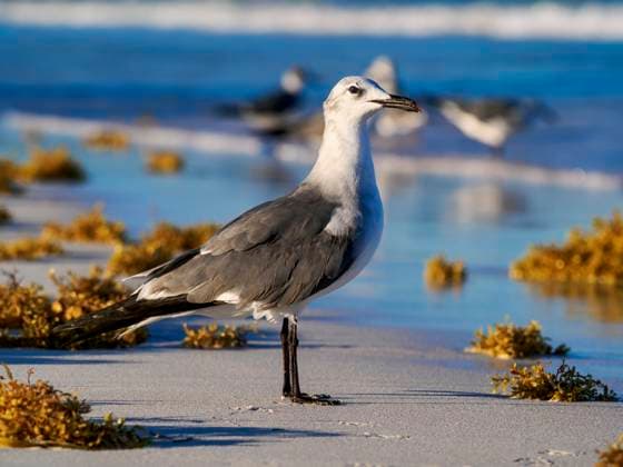 Creative Highlights World Seagull at the Paradise Beach, Tulum, Quintana Roo State, Mexico Copyright: KarolxKozlowski 1245-4436