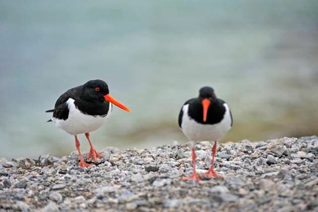 Creative Highlights World Eurasian Oystercatcher (Haematopus ostralegus), Sommaroy, County of Troms, Norway, Northern Europe Copyright: GOUPIxCHRISTIAN 1382-3107