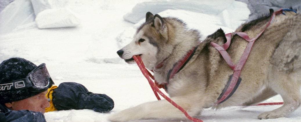 Eight Below - filmstill BRUCE GREENWOOD & MAYA in Eight Below Filmstill - Editorial Use Only CAP AWFF Supplied By EDITORIAL USE ONLY Copyright: xSuppliedxbyxCapitalxPicturesx