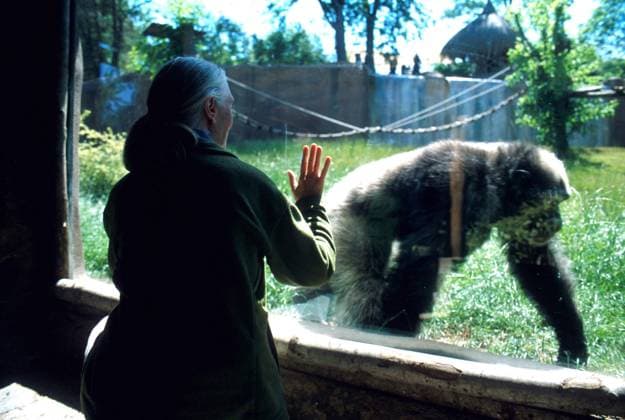 JANE GOODALL 3 December 2003 half length, half-length, zoo, gorilla, chimpanzee, monkey Rome Italy Copyright: xLucaxCavallari CapitalxPicturesx