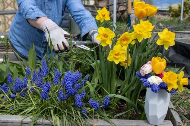 Gloved hands cutting daffodils near grape hyacinths and vaseed Canada, British Columbia, Kelowna R_PESF250521-1724770-01 ,model released, Symbolfoto