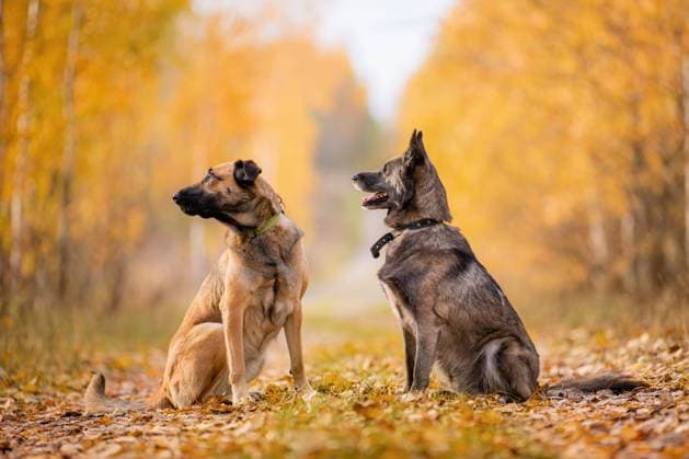 IMAGO Creative, Jahreszeit Herbst auf dem Land Two dogs sitting on a path in a golden autumn forest Saint Petersburg, Saint Petersburg, Russia R_YFCG250529-1747465-01