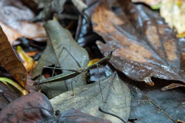 Creative Highlights World A Jumping Stick Insect, Apioscelis tuberculata, in the rainforest of the Amazon Basin in Ecuador. This insect is not a true stick insect but is a mimic and is a member of the grasshopper family. Orellana Province Ecuador Copyright: xJonxG.xFullerx xVWPicsx 1853-JGF-Jumping-Stick-Insect-EC