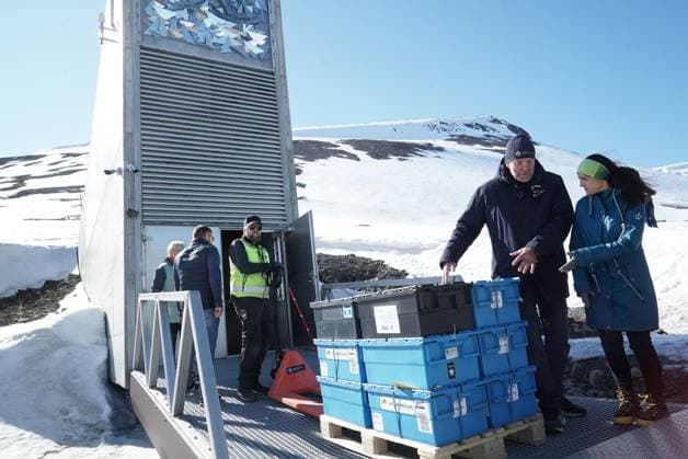 (250604) -- SVALBARD, June 4, 2025 -- Staff members transport seed samples into the Svalbard Global Seed Vault in Longyearbyen, Svalbard, Norway, on June 3, 2025. Fourteen gene banks from around the world are depositing more than 11,200 seed samples this week at the Svalbard Global Seed Vault, underscoring the critical role of crop diversity in future food security. TO GO WITH Global gene banks add over 11,000 seed samples to Svalbard Vault ( Handout via Xinhua) NORWAY-LONGYEARBYEN-SVALBARD GLOBAL SEED VAULT-NEW SEEDS CropxTrust 
