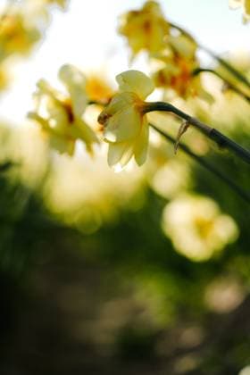 Soft Focus Narcissus in Spring Light with Delicate Curves Lisse, South Holland, Netherlands R_ASAC250602-1730429-01