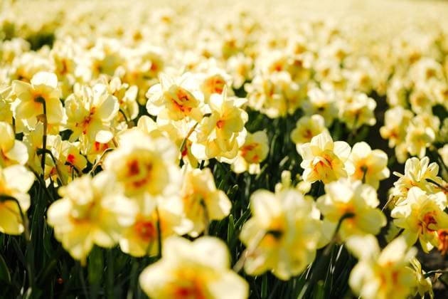 Sunlit Field of Narcissus in Full Bloom in the Netherlands Lisse, South Holland, Netherlands R_ASAC250602-1730434-01